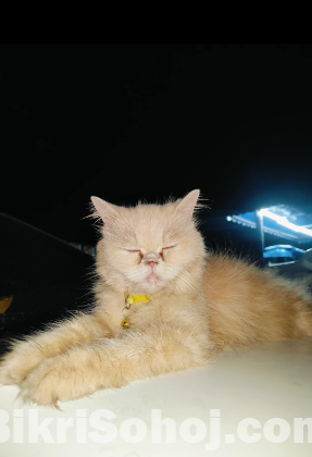 Parsian cat female